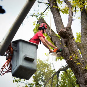 Tree Services