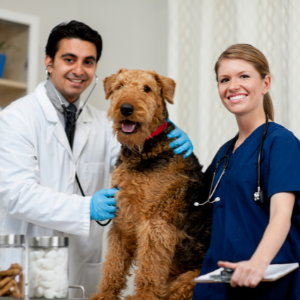 Veterinarian Services